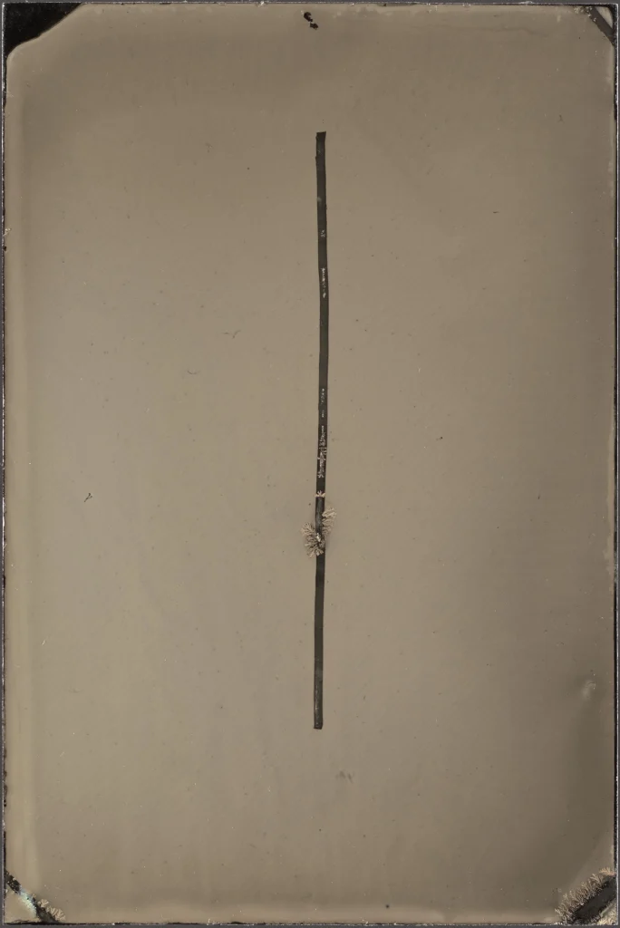 This image depicts a photograph by artist Ben Cauchi titled 'Metaphysica ix', an artwork made in 2021. The medium is tintype. The size of this artwork is 10x6.6cm. This artwork was first shown in the exhibition 'Metaphysica' at Robert Heald Gallery 2021.